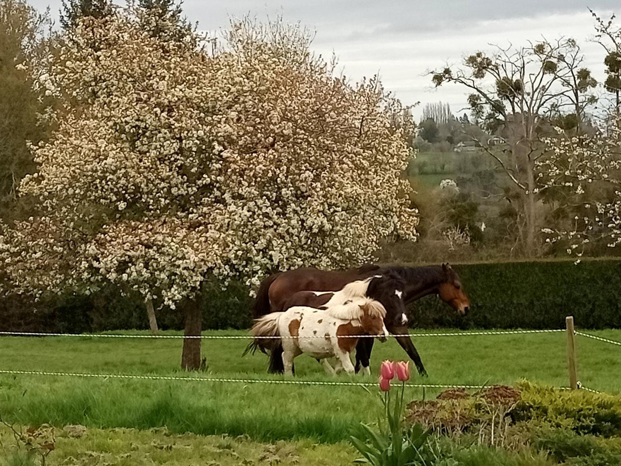 Relais Equestre Du Miloir - Chambres D'Hotes Saint-Desir Εξωτερικό φωτογραφία